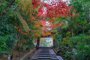 Fototapeta premium 京都 高台寺の紅葉