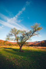 Fototapeta na wymiar Single Tree with a Mountainous Backdrop