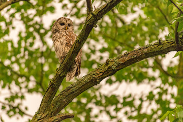 Barred owl in the rain