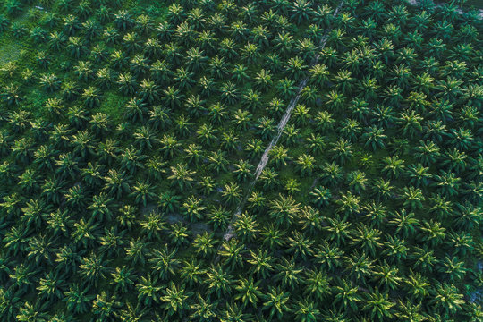 Agricultural industry of green oul palm tree plantation