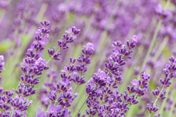 Obraz premium Lavender flower violet Lavandula flowers in nature with copy space.