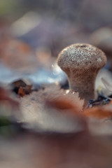 Lycoperdon perlatum (common puffball, warted puffball, gem-studded puffball)