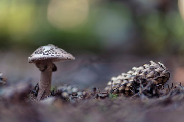 Amanita pantherina (panther cap and false blusher)