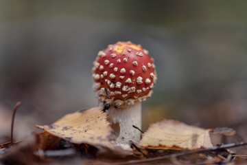 Amanita muscaria (fly agaric or fly amanita)