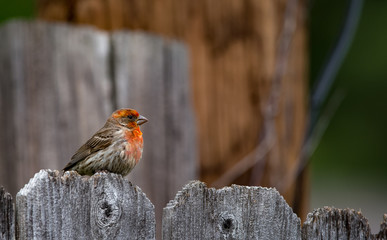 robin perched of fence