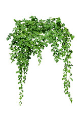 vine plant jungle climbing isolated on white background with clipping path included.