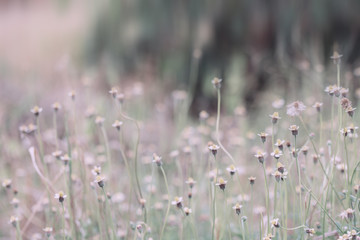 meadow flowers in soft warm light. Vintage autumn landscape blurry natural background.