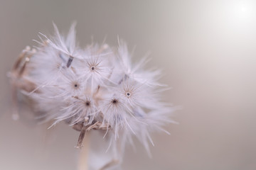 meadow flowers in soft warm light. Vintage autumn landscape blurry natural background.