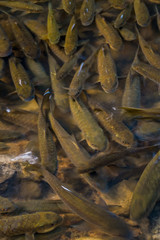 Plenty of fish in the stream that flows from the waterfall.