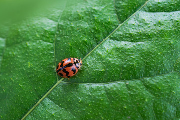 ladybug on green leaves spring