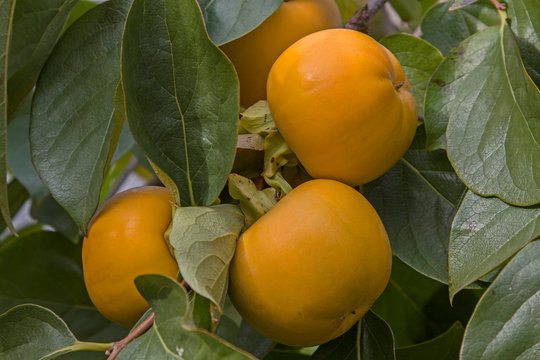 Kakifr&uuml;ckte am Baum