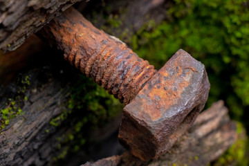 Rusty Bolt in Wood