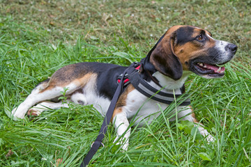 Beagle auf der Wiese