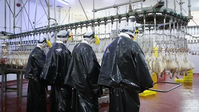 Chicken processing line at poultry farm. Chicken meat production line. Food industry.	