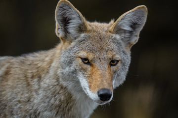 Kojote wildlife