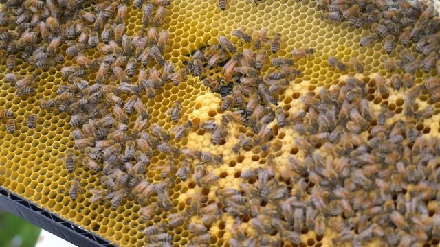 Examining honeybees on nucleus hive frame with honeycomb and wax, CLOSE UP