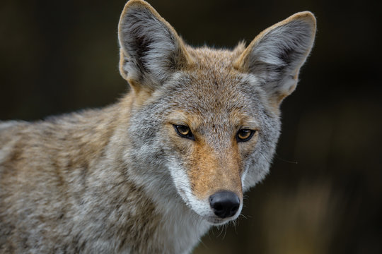 Kojote wildlife