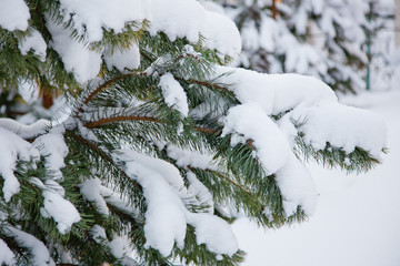 snow covered tree branches