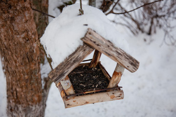 bird feeder in winter