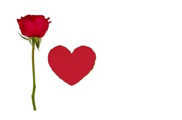 A single red rose with red color heart love shape with burnt white paper at the edge on white background for Valentine's day that celebrate in 14 February of every year.