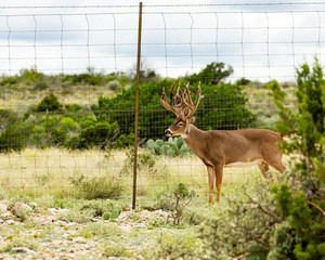 whitetail buck antler rack with large score.
