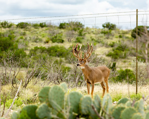 huge scoring whitetail buck antler rack