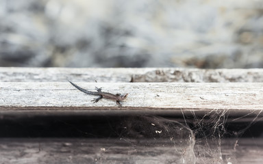 Small Viviparous Lizard On The Old Wooden Background