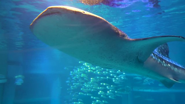Super giant whale shark appears at Osaka Aquarium, Japan