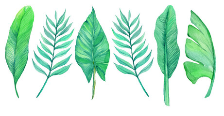 Tropical leaves .Watercolor illustration