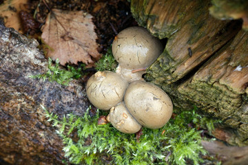 Great wolf's milk or groening's slime, Lycogala flavofuscum