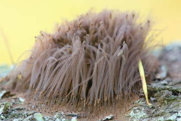 Tube slime mould, Stemonitis sp