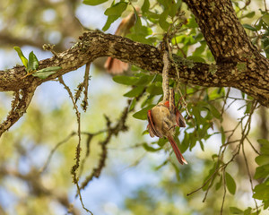 rat snake catching a northern cardinal in tree.