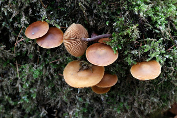 Funeral bell,  Galerina marginata, a deadly poisonous wild mushroom