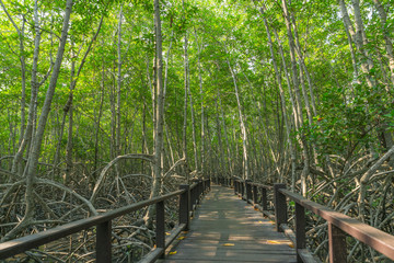 Fototapeta premium walk way, mangrove forest