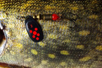 Spinner on pike skin. Close-up.