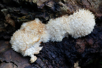 Powderpuff bracket fungus, Postia ptychogaster