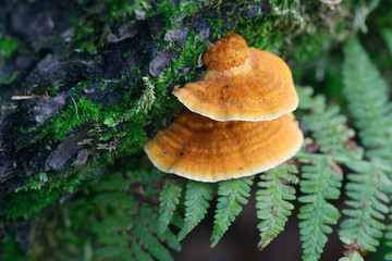 Orange polypore, Pycnoporus fulgens