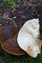 Benzoin bracket fungus, Ischnoderma benzoinum