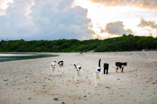 Cats walking together on the beach.