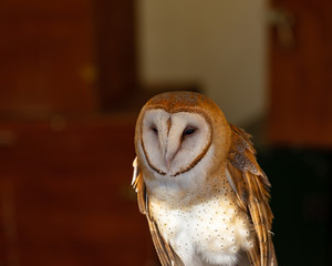 barn owl in educational program 