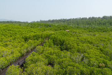 Fototapeta na wymiar mangrove forest in thailand