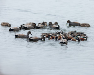 ducks in a feeding frenzy circle 