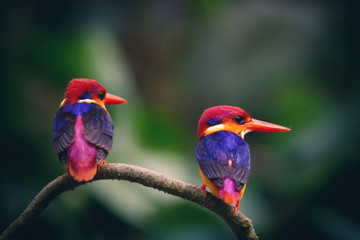 Black Kingfisher in thailand