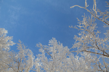 winter landscape, branches of trees in frost
