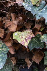 Leaves in winter