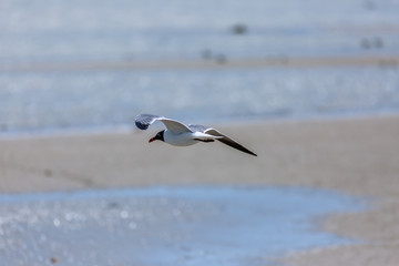flying seagull hunting for food