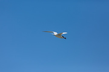 Tern flying with crab in beak 