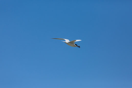 Tern flying with crab in beak 
