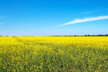 yellow field of oilseed rape