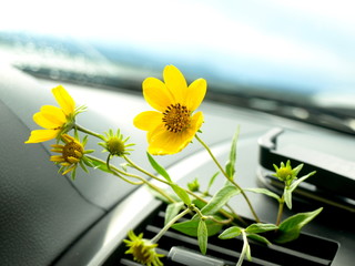 yellow flower in the car